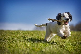 Ein Hund rennt mit einem Stock über eine Wiese&nbsp;&copy;&nbsp;Pixabay