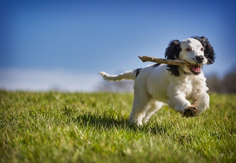 Ein Hund rennt mit einem Stock über eine Wiese