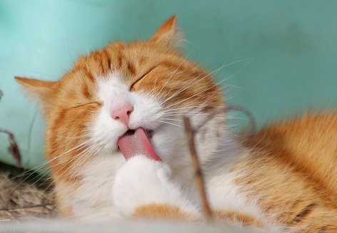 Eine Katze schleckt ihr Pfote.